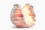 Nautilus